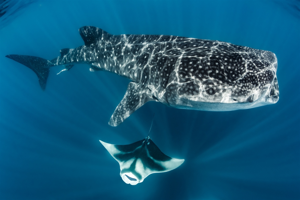 WCS Celebrates Historic and Sweeping Trade Protections for Sharks and Rays Adopted at CITES CoP20 